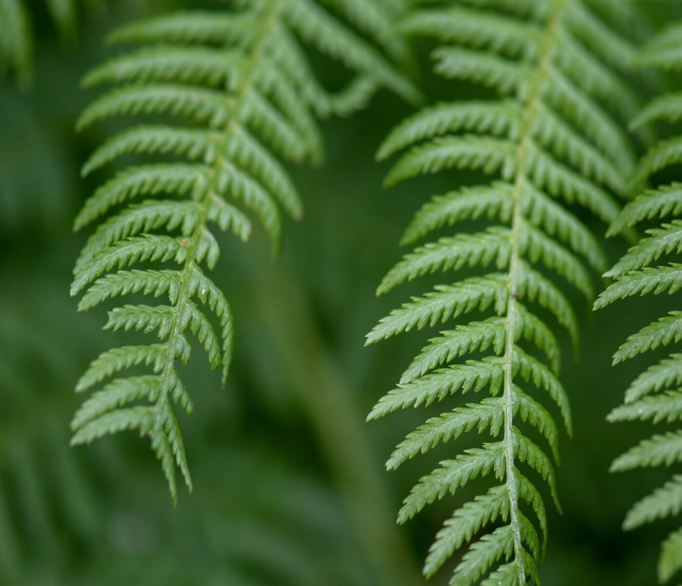 close up of tree leaf